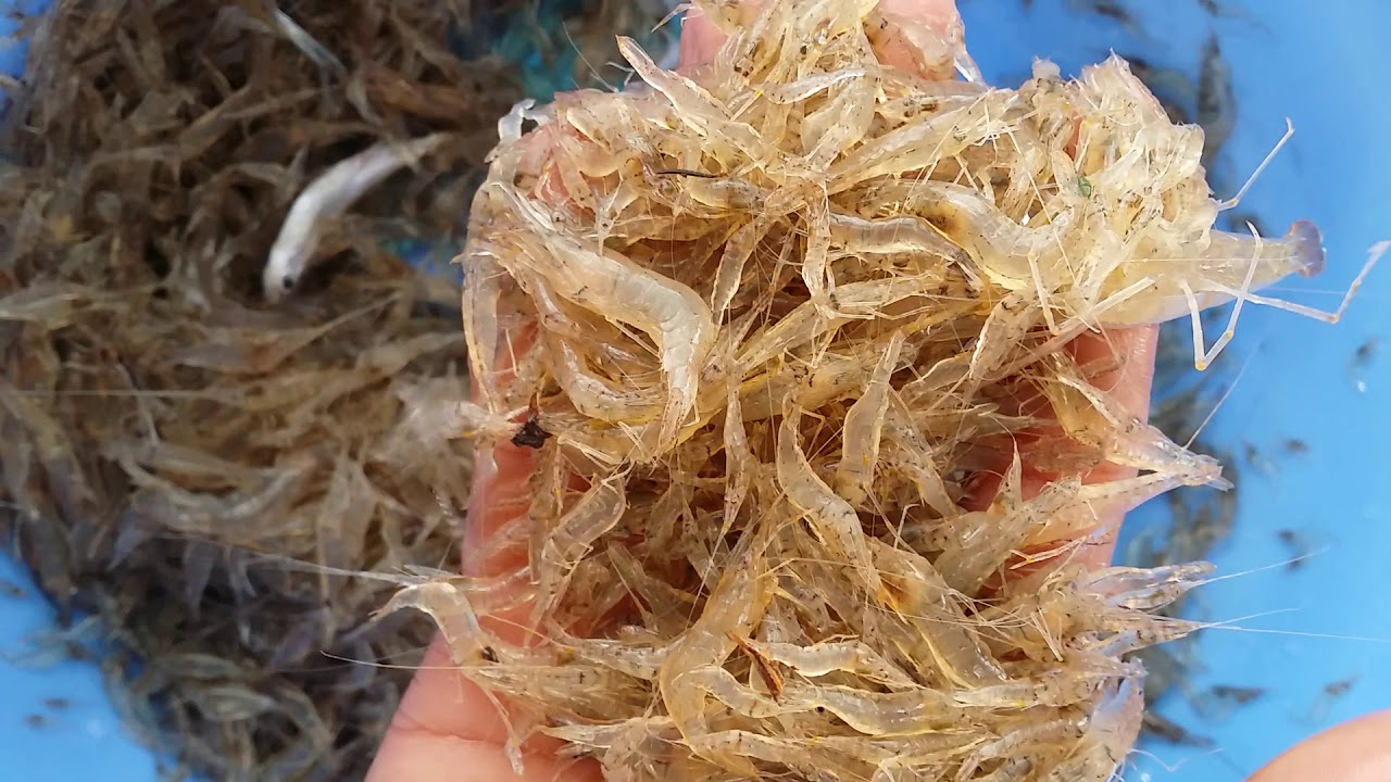 Tép gắn liền với các món ăn dân gian